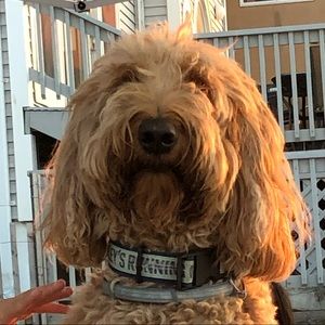 Meet your Posher, Georgia